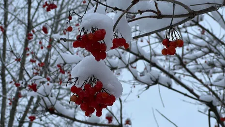 Во Владимирской области спрогнозировали мокрый снег 30 декабря