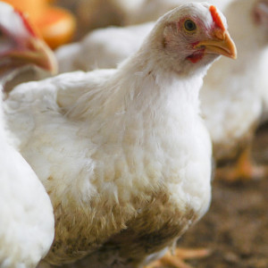 Осенние кузьминки: что нужно сделать 14 ноября, чтобы избежать проблем с деньгами