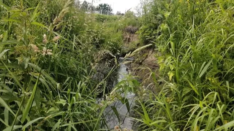 В реку Серая в Александровском районе сливали сточные воды