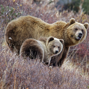 Стартовали съемки нового семейного фильма о животных