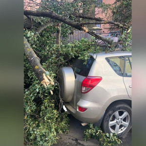 В центре Владимира дерево упало на две машины