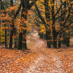 Прогноз погоды во Владимирской области на 17 сентября