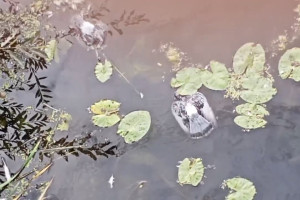 Ветеринары опровергли массовую гибель голубей в Юрьев-Польском