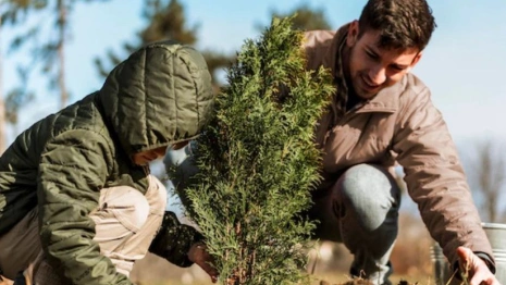 Владимирская область опередила график восстановления лесов