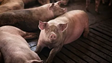 Во Владимирской области за год выявили 10 случаев африканской чумы свиней
