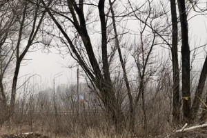 Вдоль трассы М-7 во Владимире вырубят часть деревьев