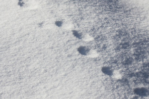 Прогноз погоды во Владимире и области на 26 января