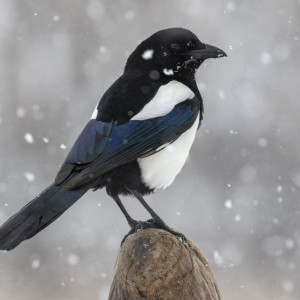 Прогноз погоды во Владимире и области на 24 января