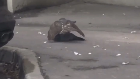 Во Владимире сняли на видео нападение ястреба на голубя