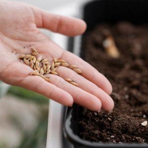 Во Владимирской области нашли 128 выдуманных сортов семян овощей