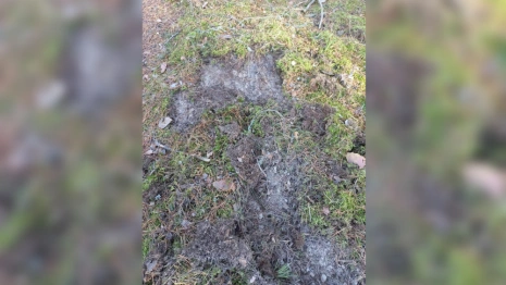 В Вязниковском районе нашли волчью метку