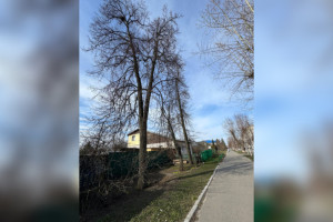 В Муроме коммунальщики «забили» на опасные деревья у 4 жилых домов