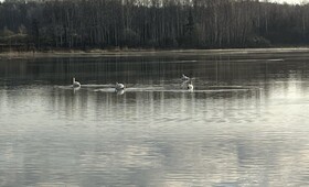 В Собинском районе на пруду заметили белых лебедей