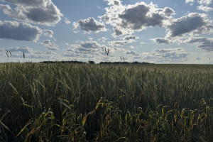 Прогноз погоды во Владимирской области на 1 августа 2025 года