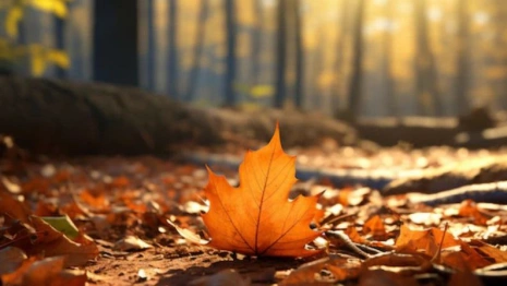 Прогноз погоды во Владимирской области на 13 сентября