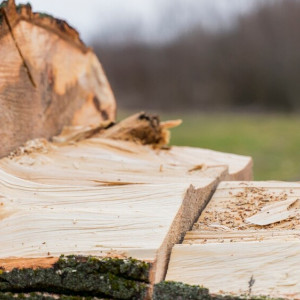 Жительница Камешково отсудила у коммунальщиков 173 тыс. рублей за упавшее на машину дерево