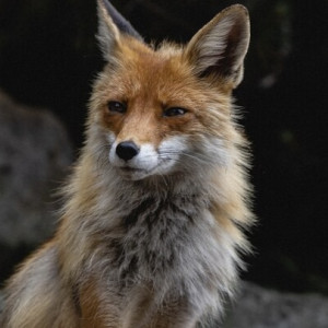 Во Владимирской области бешенством заболели 16 собак и 15 лис