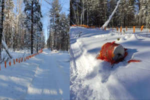 Во Владимирской области с начала года убили 8 волков