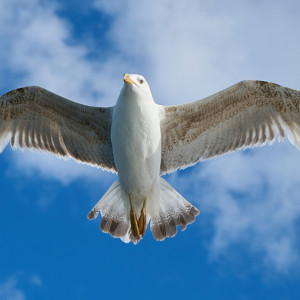 В Меленковском районе отменили карнатин по птичьему гриппу