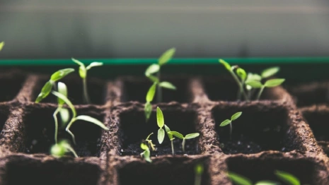 В Коврове дачники могут лишиться участков