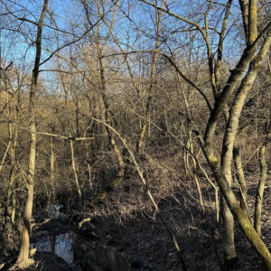 Владимирцы испугались строительства торгового центра на месте парка у ДТЮ