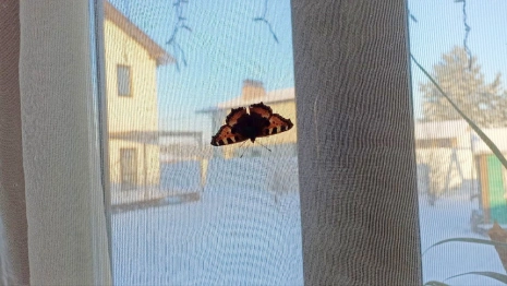 Во Владимирской области в разгар морозов проснулись бабочки