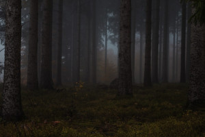 Пропавшую в Александровском районе 75-летнюю бабушку нашли мертвой