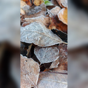 Во Владимирской области заметили первые заморозки в октябре 2024 года