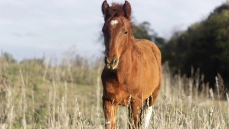 Черкес продал выдуманный корм для животных школе конного спорта в Коврове