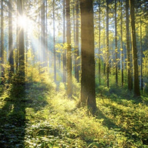 Волонтеры рассказали о чудесном спасении дедушки во владимирском лесу после недели поисков