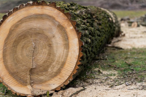 В Судогде с арендатора леса взыскали 800 тыс. рублей за вырубку деревьев