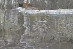 Во Владимирской области сняли на видео передвижение зубра во время паводка