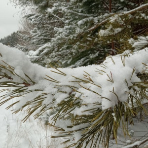 Прогноз погоды во Владимирской области на 5 февраля 2025 года