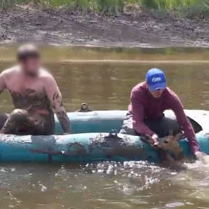 Во Владимирской области полицейские спасли косулю из трясины: появилось видео