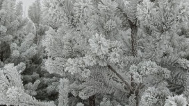 Прогноз погоды во Владимирской области на 20 февраля 2026 года