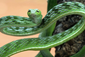 Жителям Владимирской области запретят держать дома змей и ящериц