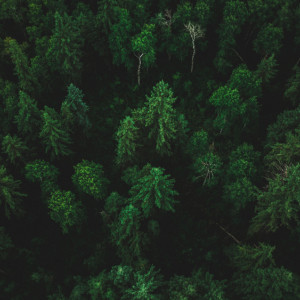 Пропавшую во Владимирской области 61-летнюю женщину нашли мертвой