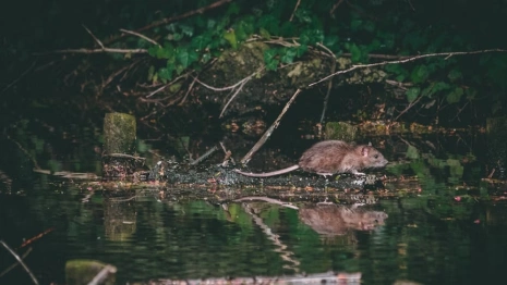 В районе Владимирской области ввели карантин по бешенству