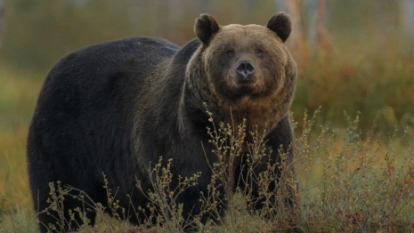 В двух районах Владимирской области заметили следы волков и медведей