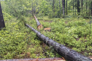 Вырубка 43 деревьев в Судогодском районе привела к уголовному делу