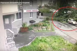 Во Владимире владельцы разбитых упавшей липой машин потребовали компенсацию 
