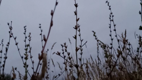 Прогноз погоды во Владимирской области на 22 августа