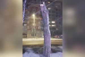 Бастрыкин взял на контроль ситуацию с падением дерева на прохожих в Гусь-Хрустальном