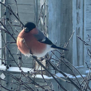 В одном из дворов Владимира заметили снегирей