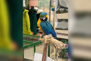 Во Владимире животных в зоопарке «Звероград» содержали в ужасных условиях