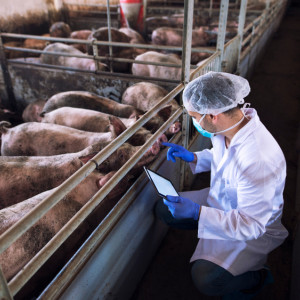 Во Владимире мясо с завода «Горячей штучки» оказалось заражено чумой свиней