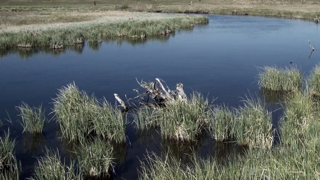 Вонь и дохлые птицы. Очевидцы сообщили о сбросе канализации в суздальскую Каменку
