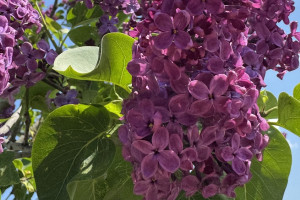 Последняя рабочая неделя мая во Владимирской области будет жаркой