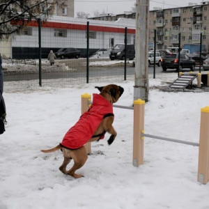 Во Владимире вандалы обокрали новую площадку для выгула собак