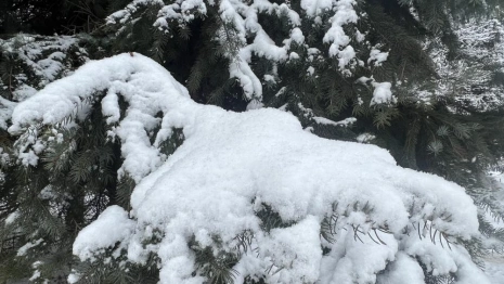 Во Владимирской области заморозки продержатся до конца марта